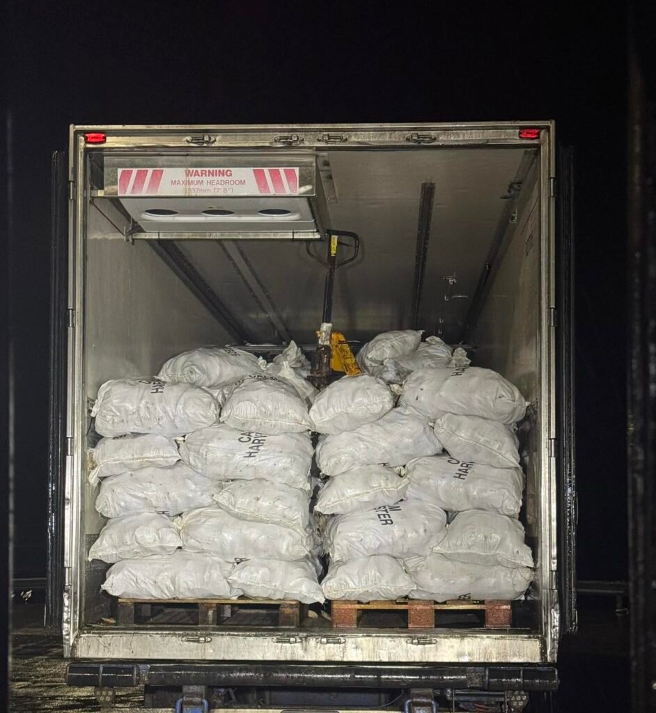 Sacks of scallops loaded into a refrigerated vehicle