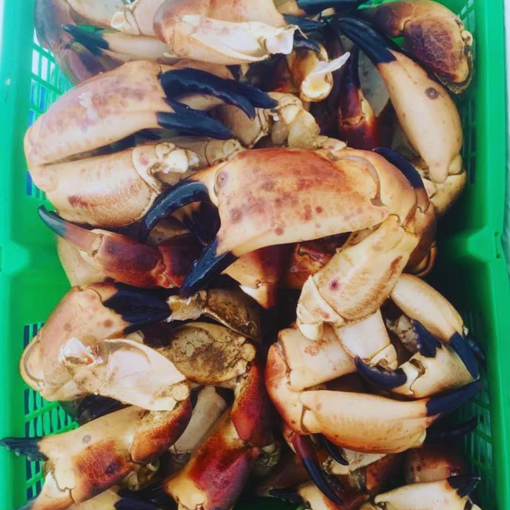 Dressed crab claws for sale at SeaFresh NI in Groomsport near Bangor, Northern Ireland.