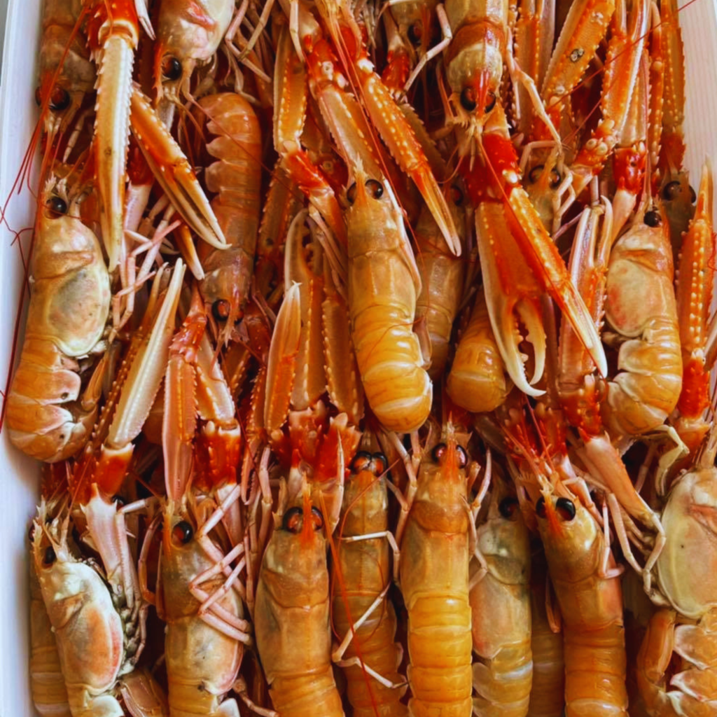 Fresh langoustines for sale at SeaFresh NI in Groomsport near Bangor, Northern Ireland.