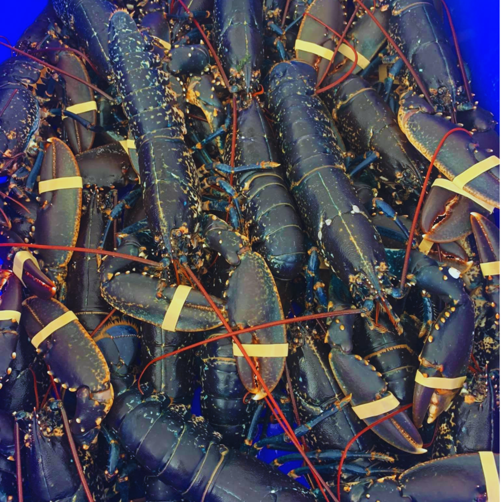 Fresh lobster for sale at SeaFresh NI in Groomsport near Bangor, Northern Ireland.
